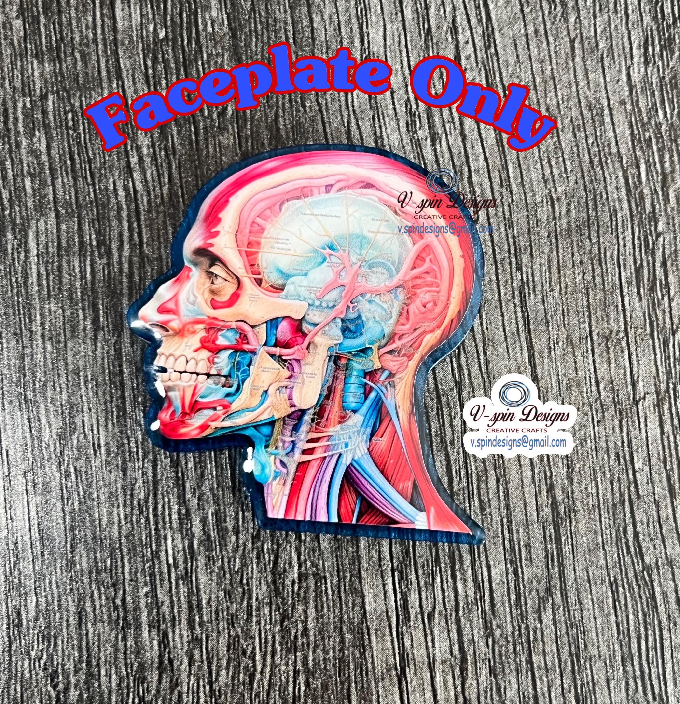 Anatomical Head Badge Reel | Retractable Acrylic ID Holder for Medical Students